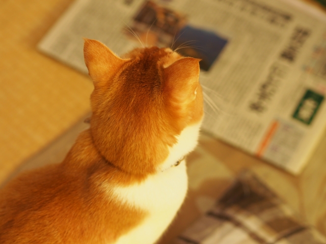 新聞を見る猫の画像