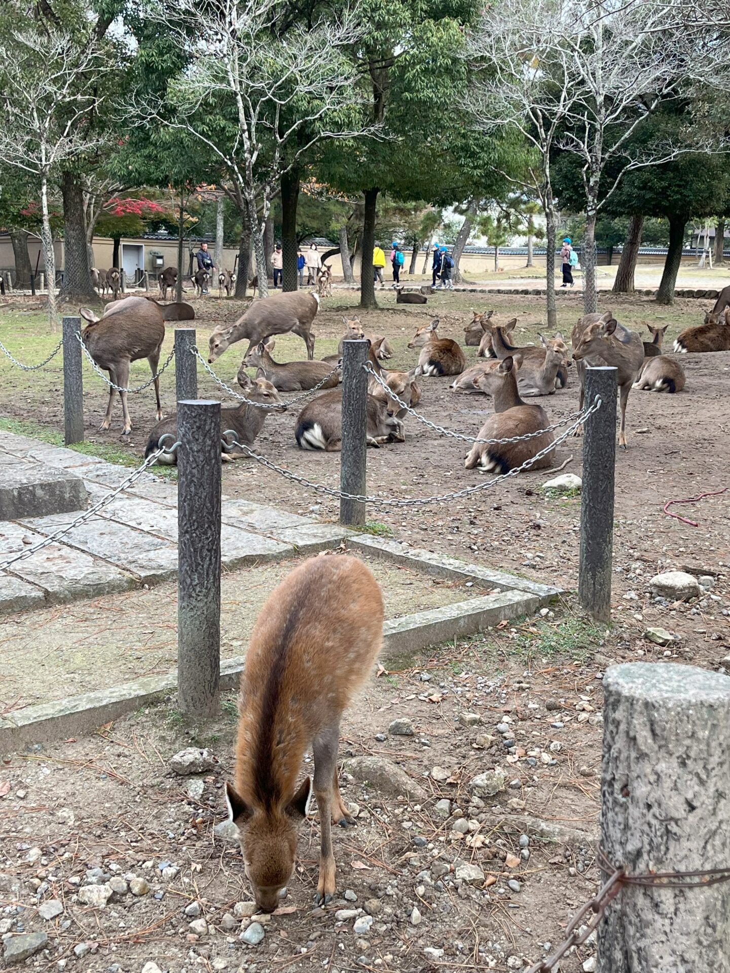 奈良公園のシカたちの画像